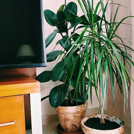 דירה Kintsugi House *