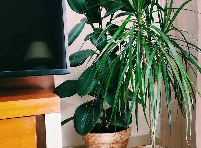 Apartman Kintsugi House *